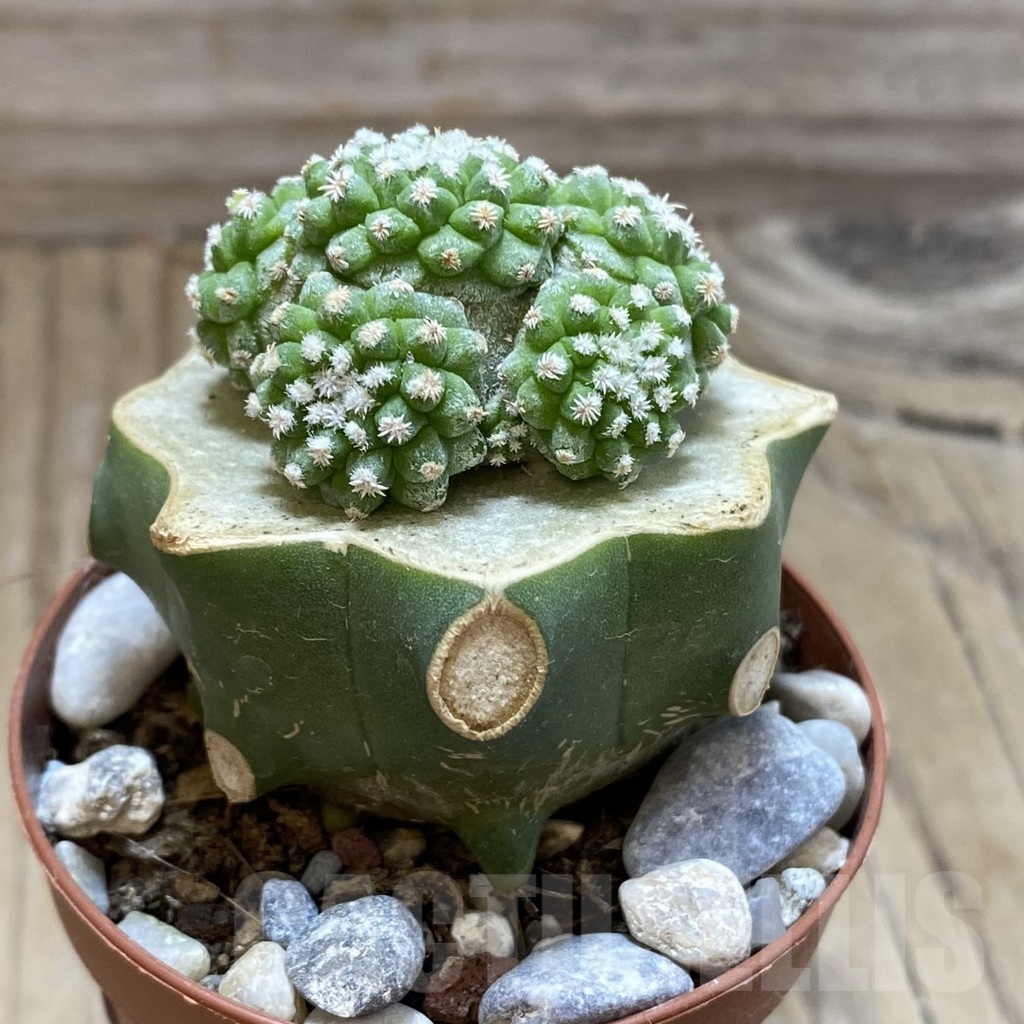 SH18553 Strombocactus disciformis f. monstrosa, grafted - Image 2