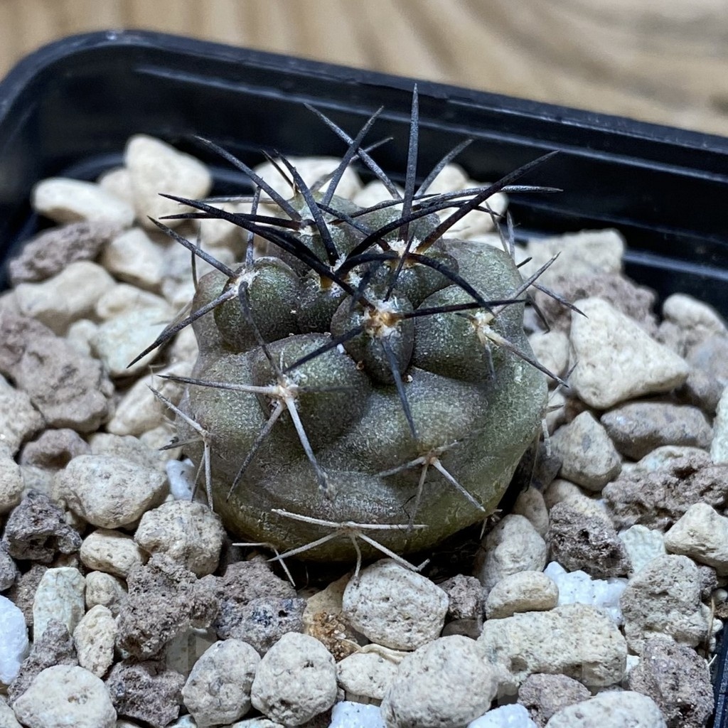 SH18500 Copiapoa griseoviolacea ASK 582 - Image 2