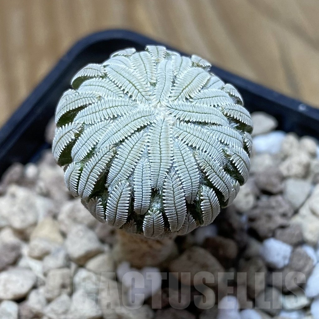 SH18507 Pelecyphora aselliformis -Ventura-, own roots