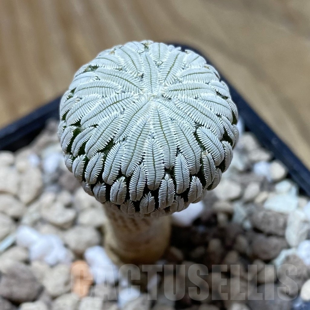 SH18508 Pelecyphora aselliformis -Ventura-, own roots