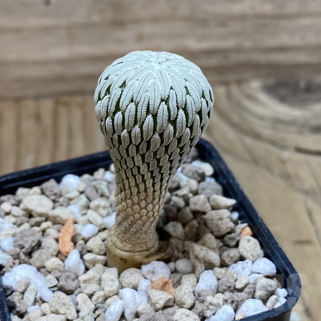 SH18508 Pelecyphora aselliformis -Ventura-, own roots - Image 2