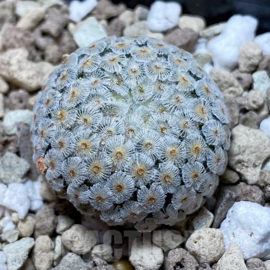 SH18511 Mammillaria breviplumosa GCG12500