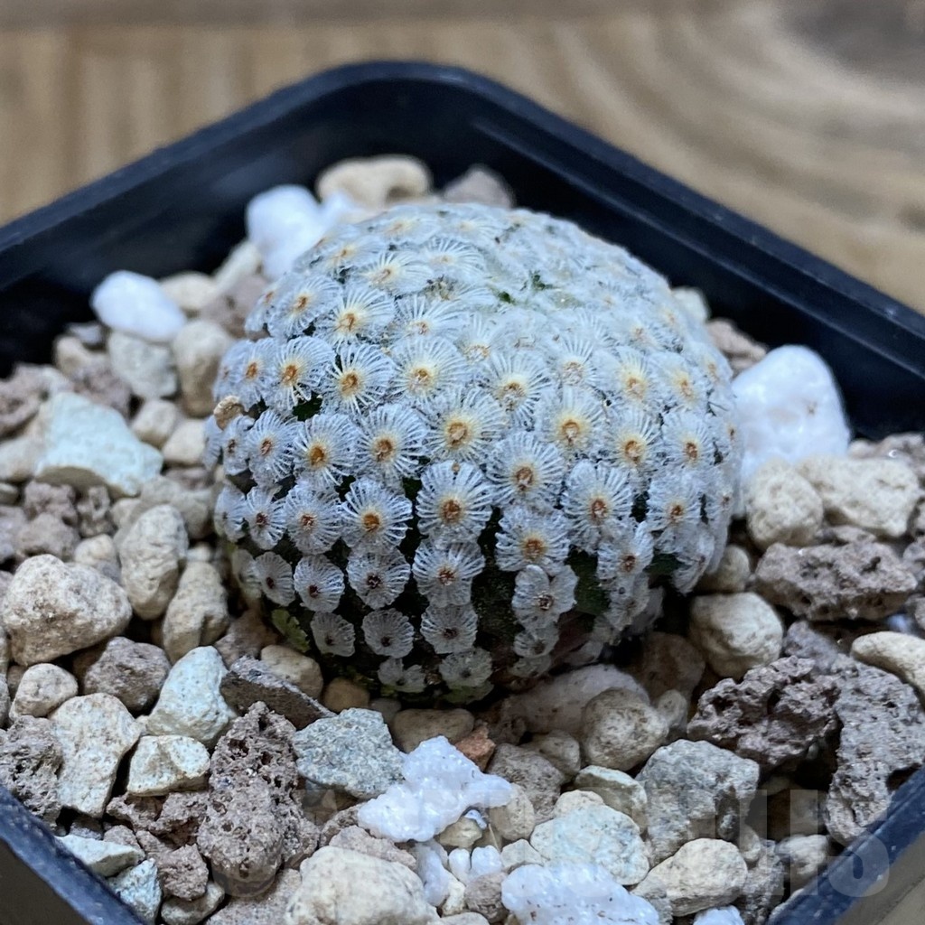 SH18511 Mammillaria breviplumosa GCG12500 - Image 2