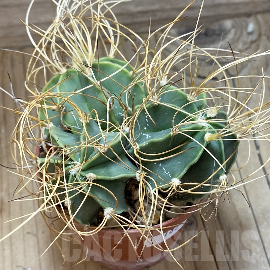 SH18514 Astrophytum senile v. aureum, three heads