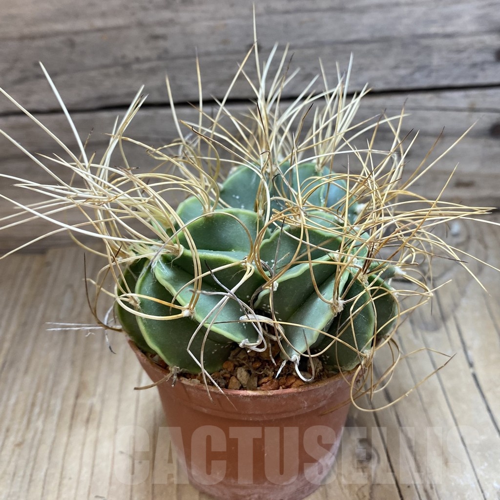 SH18514 Astrophytum senile v. aureum, three heads - Image 2