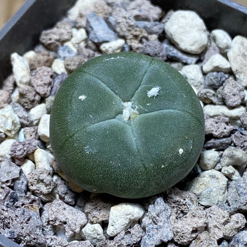 SH18516 Anhalonium alberto-vojtechii GCG 10089