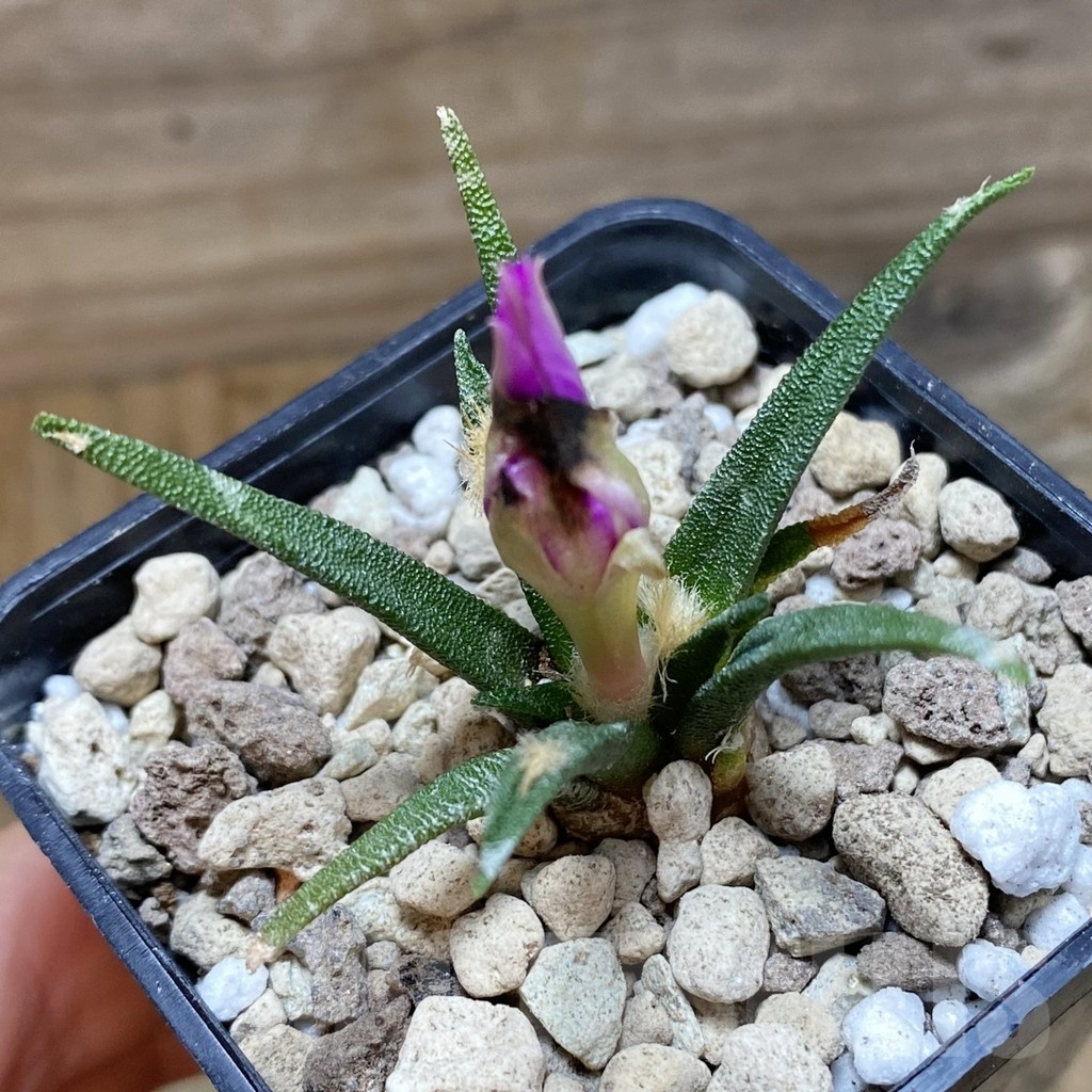 SH18527 Ariocarpus agavoides PP 208, 6 years old