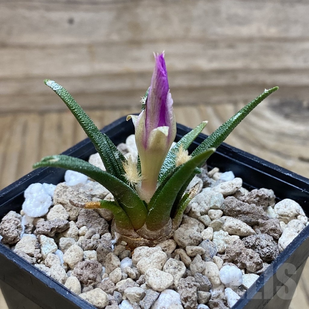 SH18527 Ariocarpus agavoides PP 208, 6 years old - Image 2
