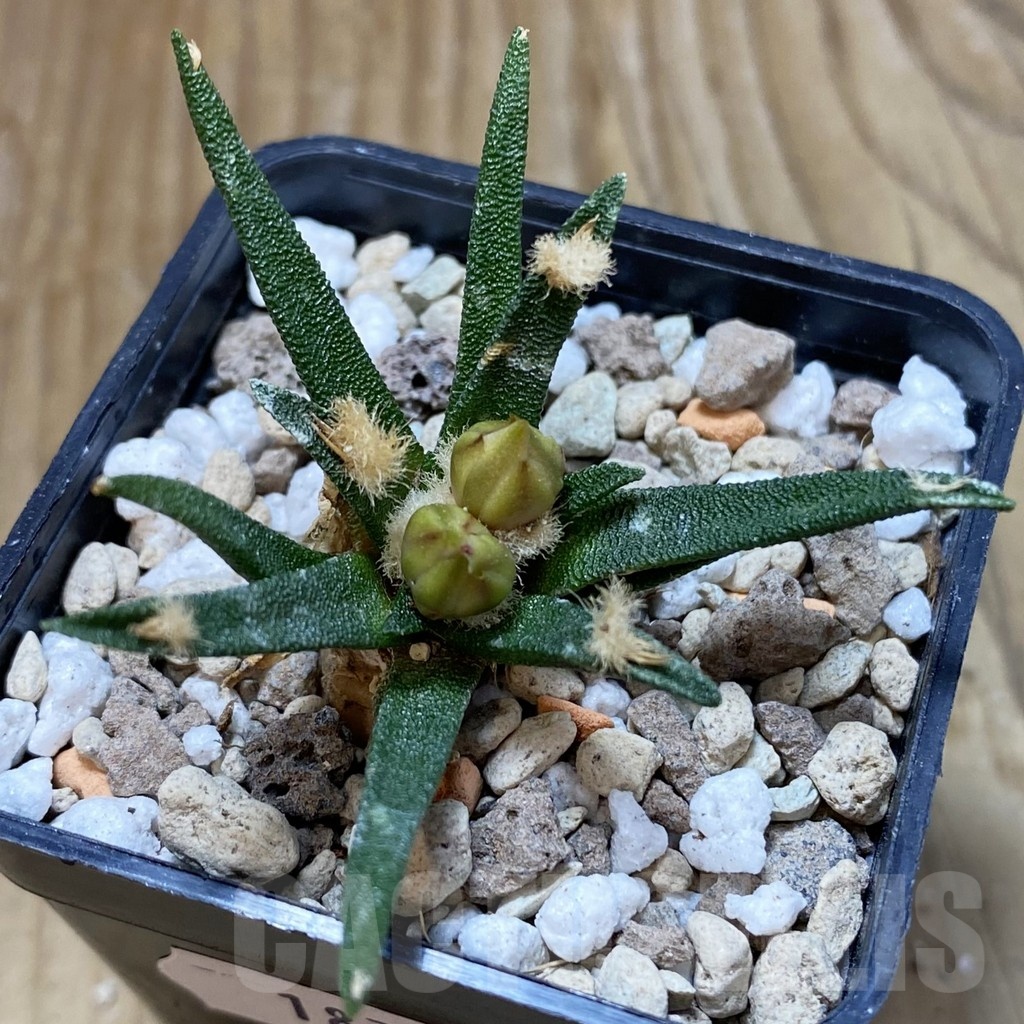 SH18730 Ariocarpus agavoides PP 208, 6 years old