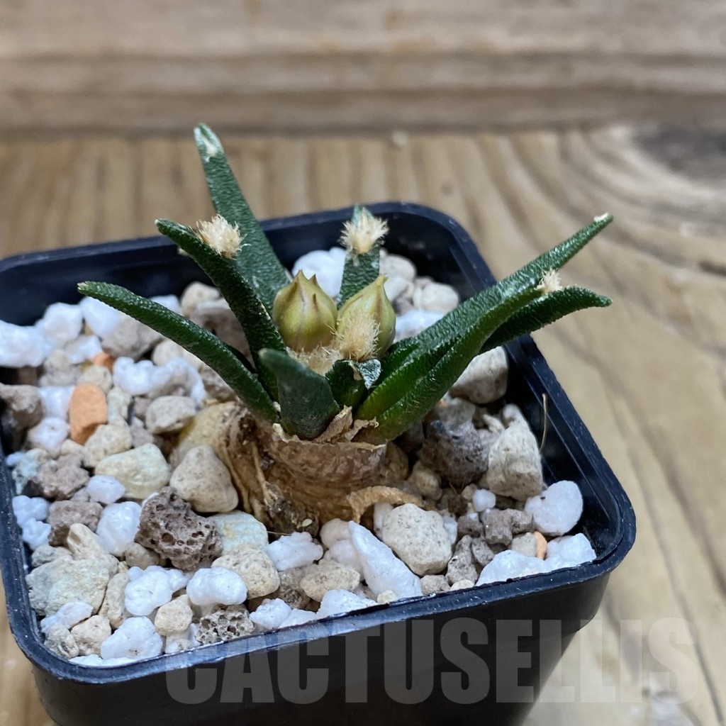 SH18730 Ariocarpus agavoides PP 208, 6 years old - Image 2