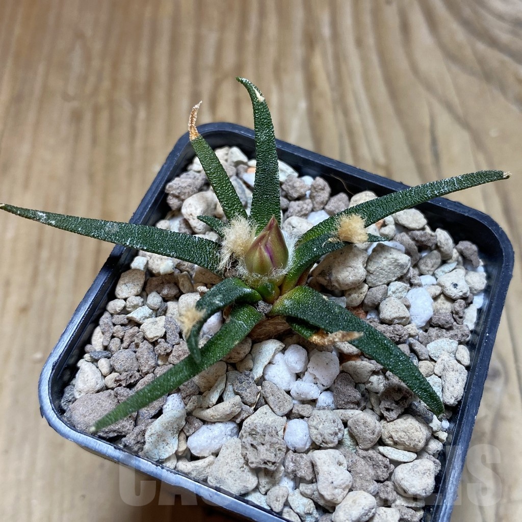 SH18731 Ariocarpus agavoides PP 208, 6 years old