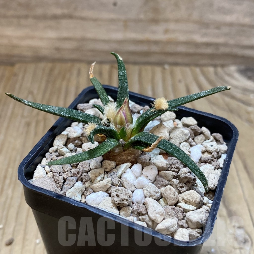 SH18731 Ariocarpus agavoides PP 208, 6 years old - Image 2