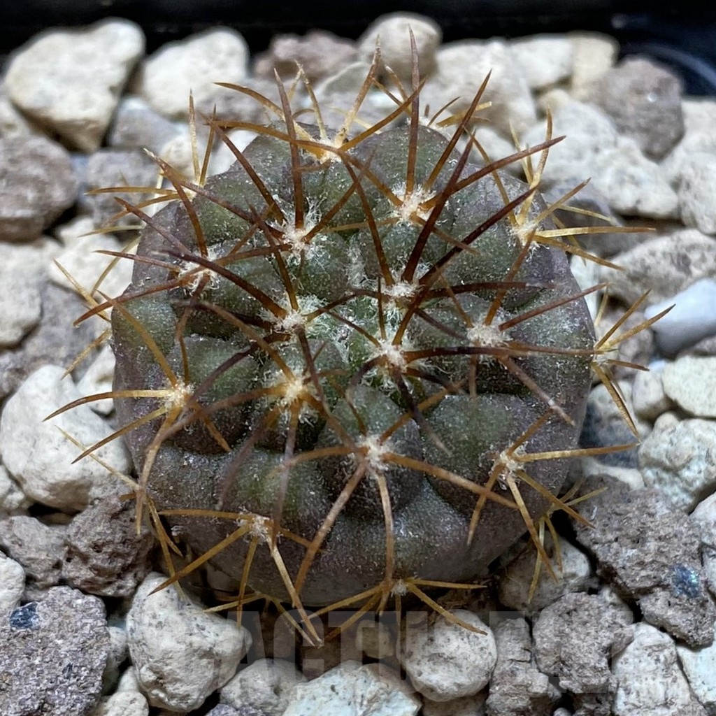 SH18734 Copiapoa longistaminea SL 23-24
