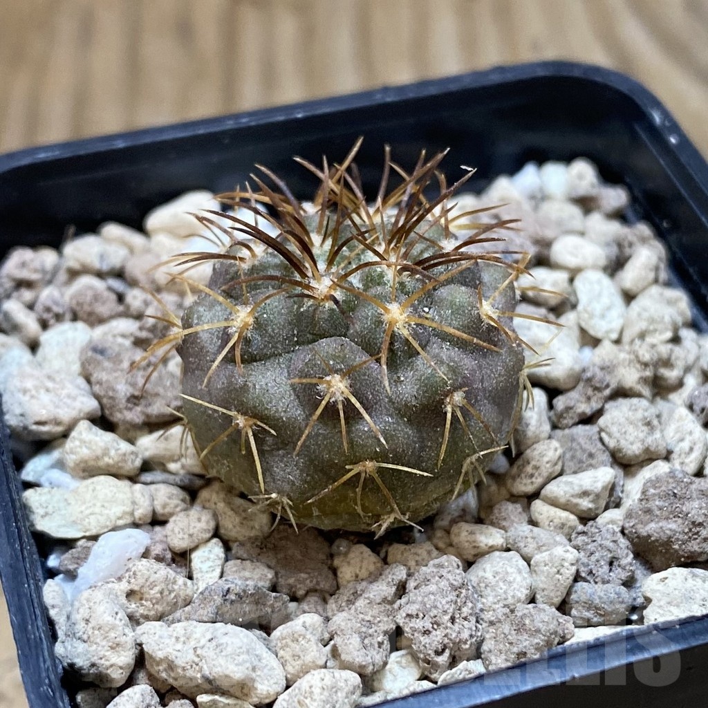 SH18734 Copiapoa longistaminea SL 23-24 - Image 2