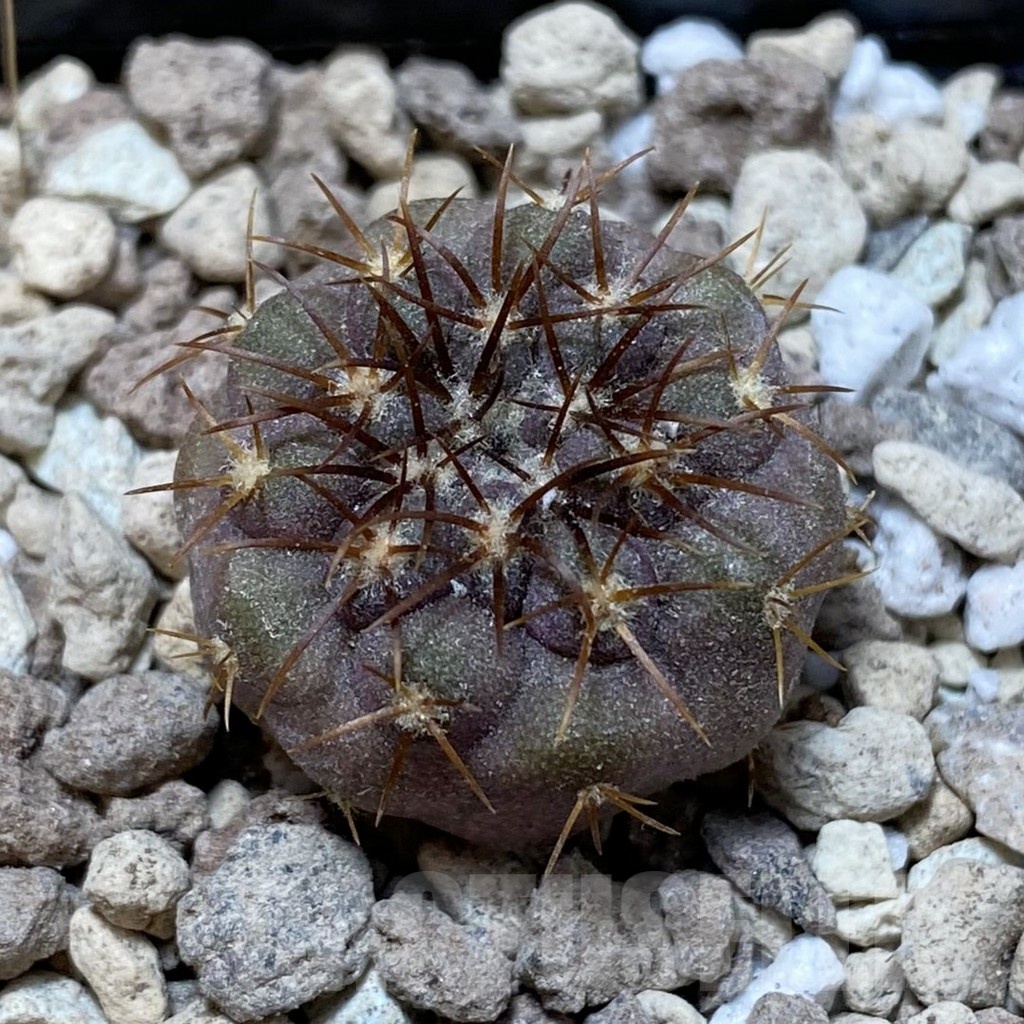 SH18735 Copiapoa longistaminea SL 23-24