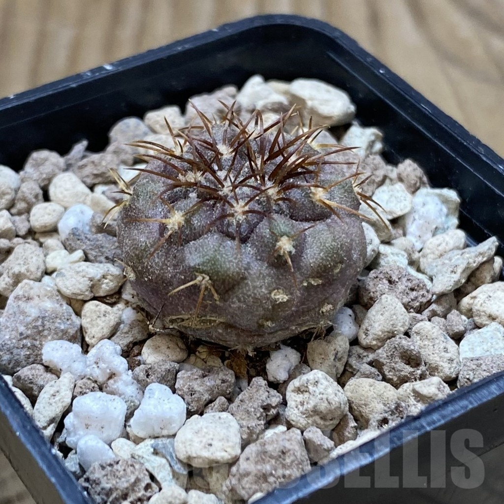SH18735 Copiapoa longistaminea SL 23-24 - Image 2