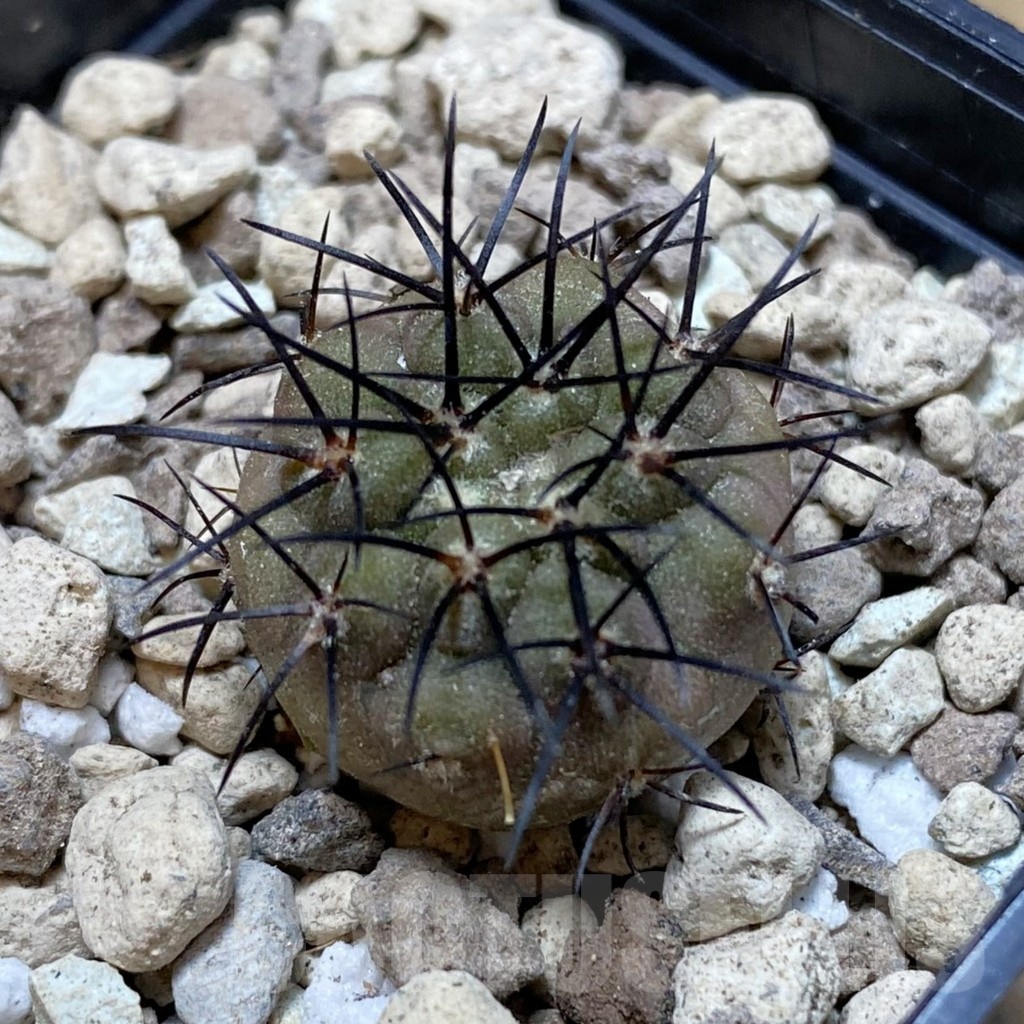 SH18736 Copiapoa longistaminea SL 23-24
