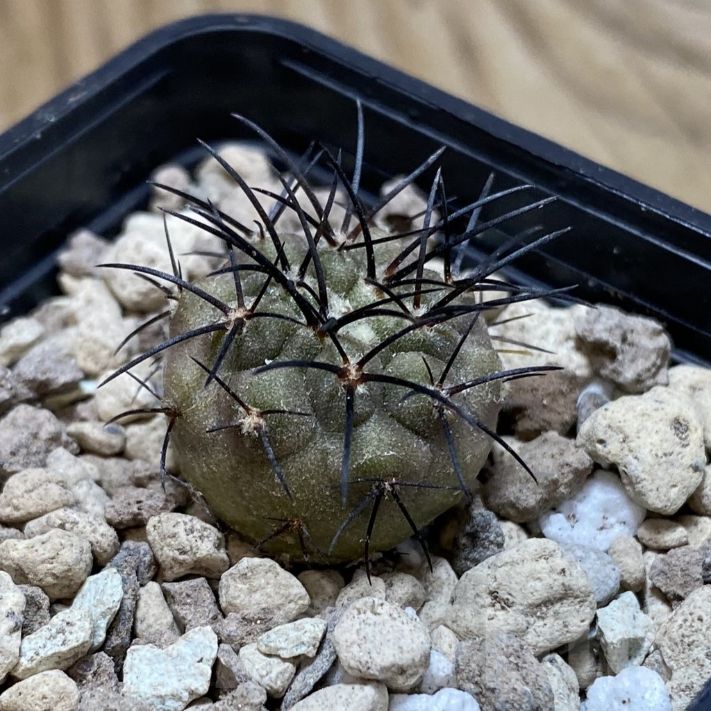 SH18736 Copiapoa longistaminea SL 23-24 - Image 2