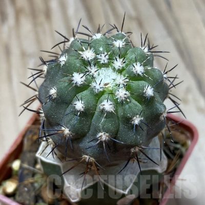 SH18739 Copiapoa calderana PHA 2434, grafted