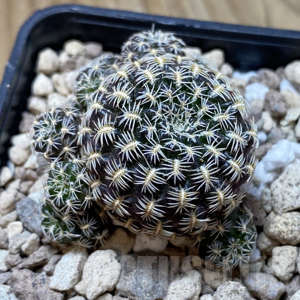 SH18697 Sulcorebutia augustinii LH 1721