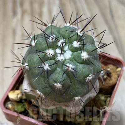 SH18740 Copiapoa calderana PHA 2434, grafted