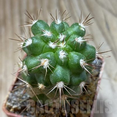 SH18743 Copiapoa coquimbana var. armata PL 128 A , grafted