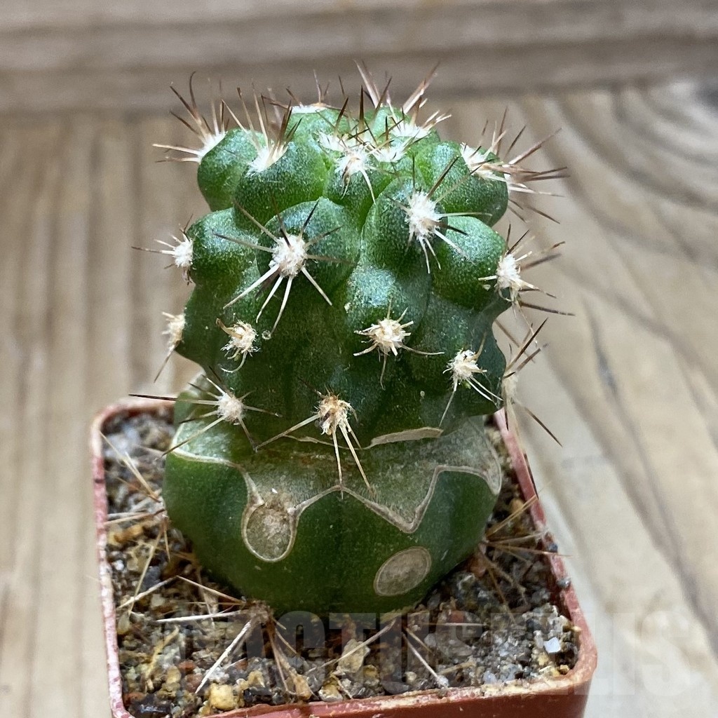 SH18743 Copiapoa coquimbana var. armata PL 128 A , grafted - Image 2