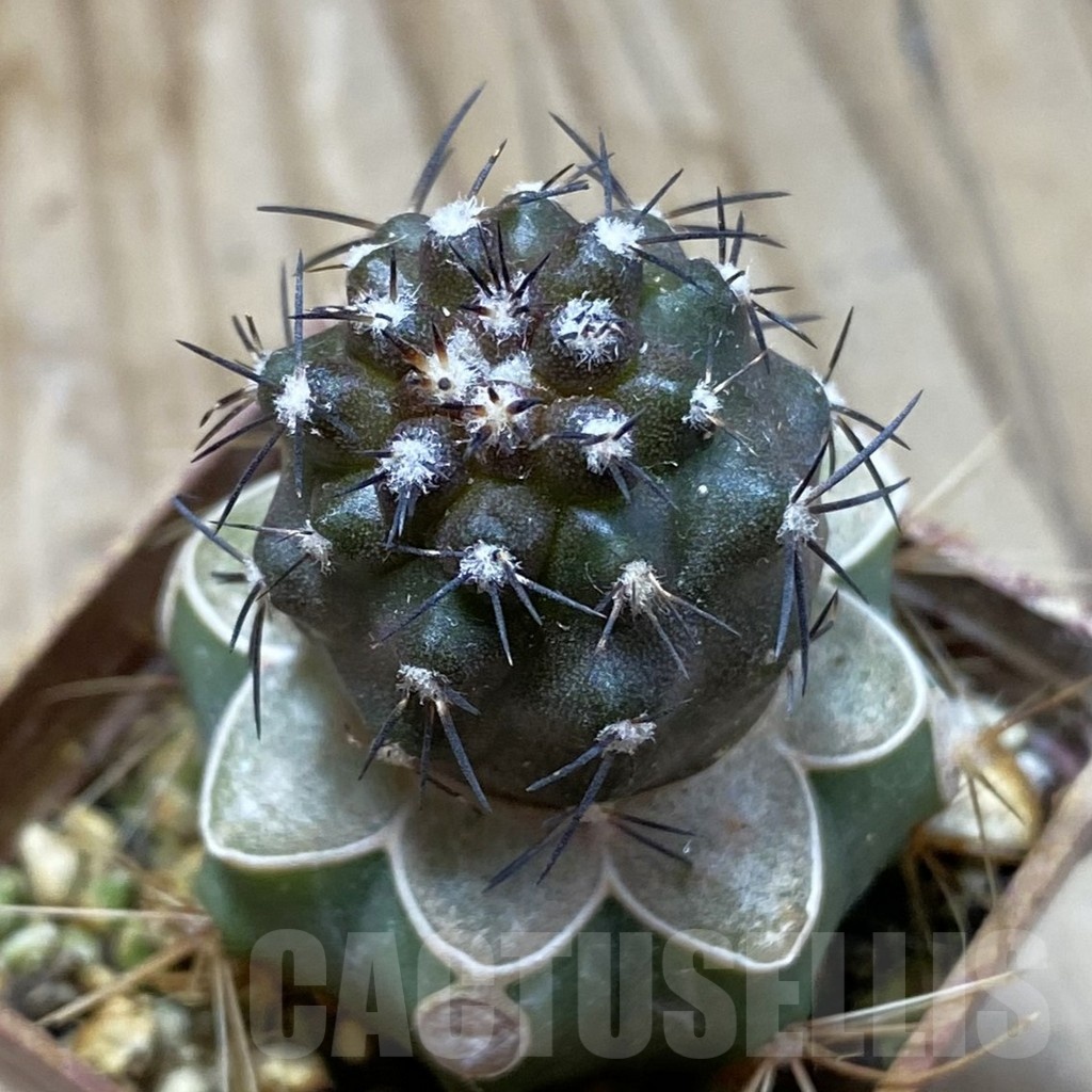 SH18747 Copiapoa griseoviolacea KL 17-041, grafted