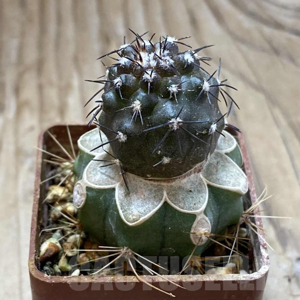SH18747 Copiapoa griseoviolacea KL 17-041, grafted - Image 2