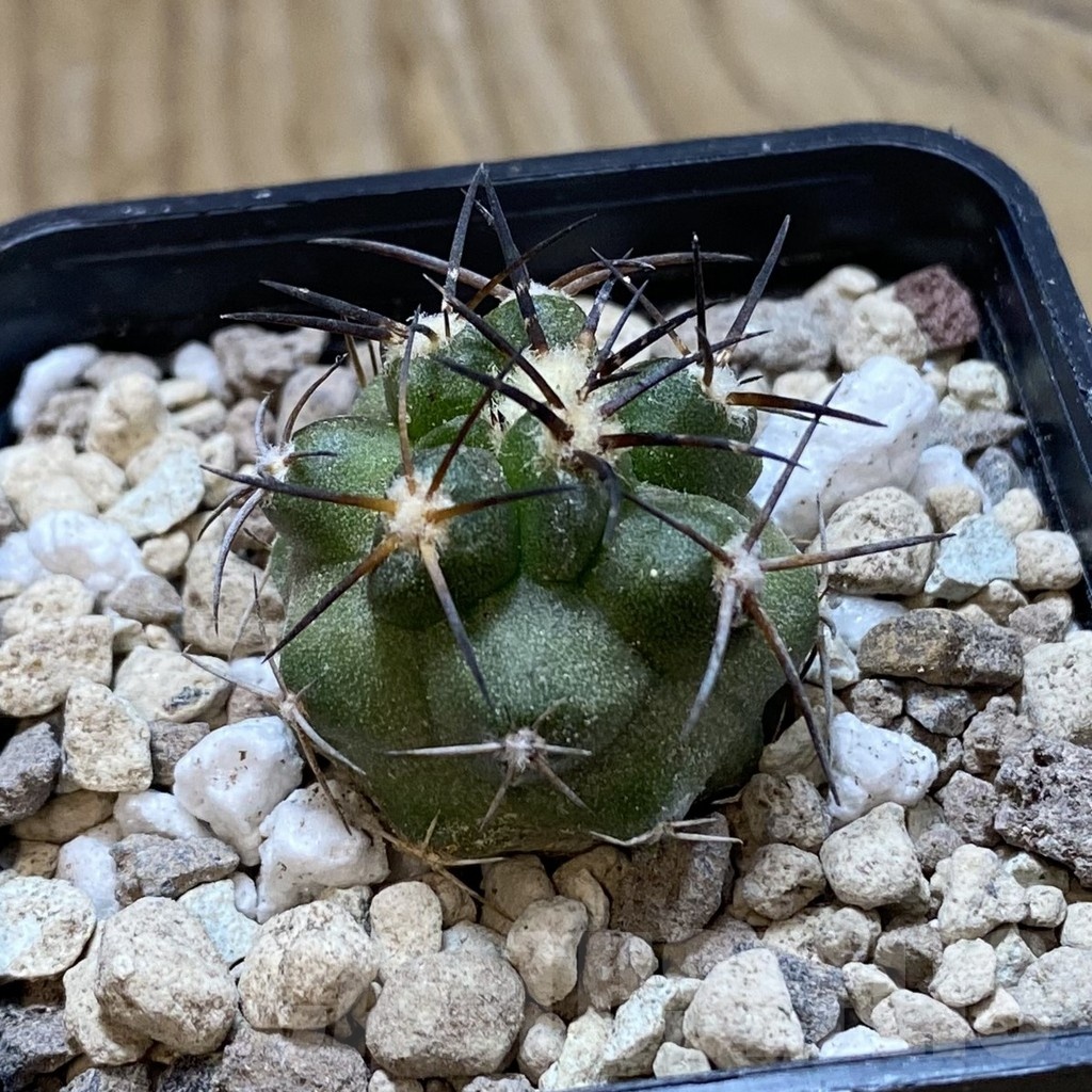 SH18749 Copiapoa coquimbana v. alticostata GCG 15344 - Image 2
