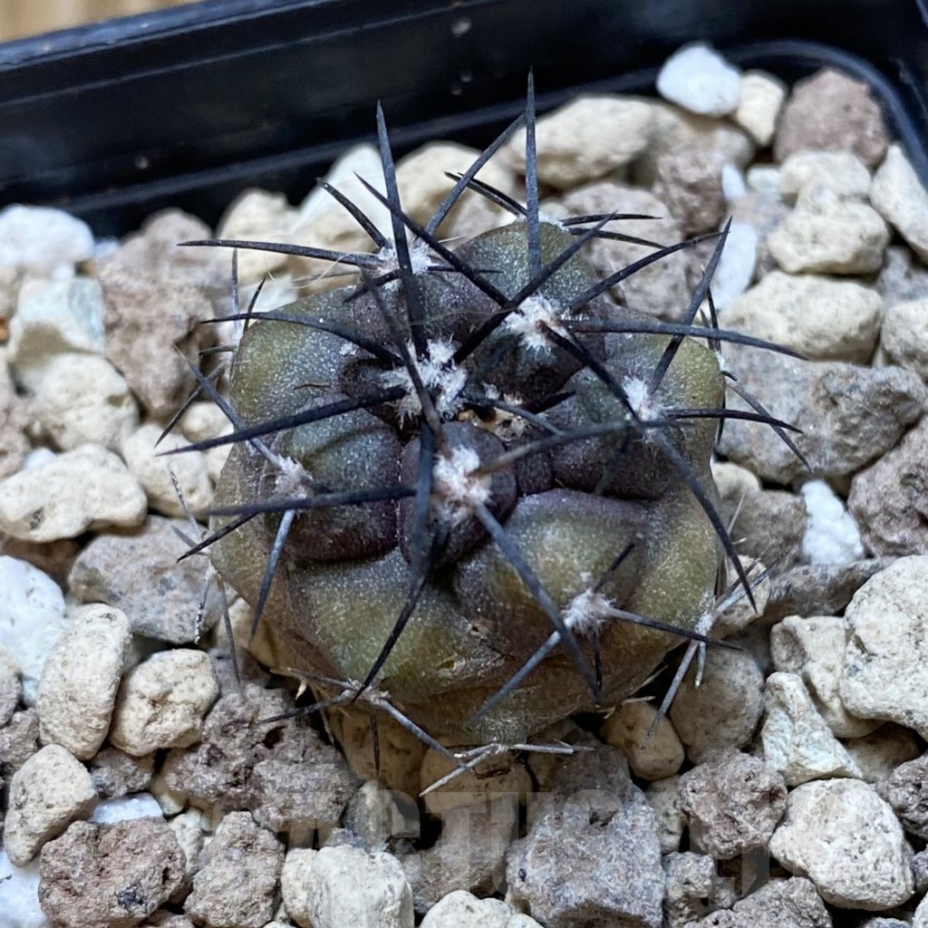 SH18750 Copiapoa griseoviolacea ASK 582