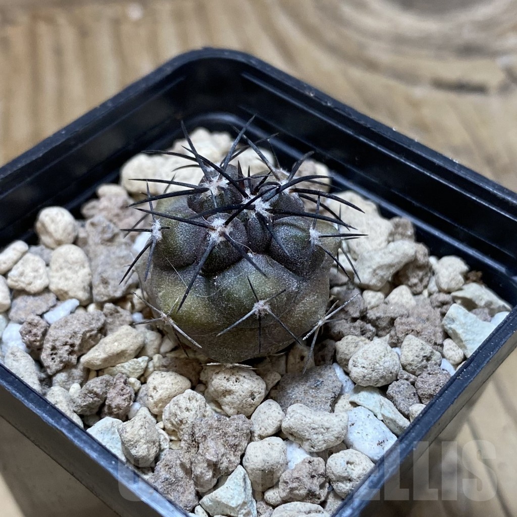 SH18750 Copiapoa griseoviolacea ASK 582 - Image 2