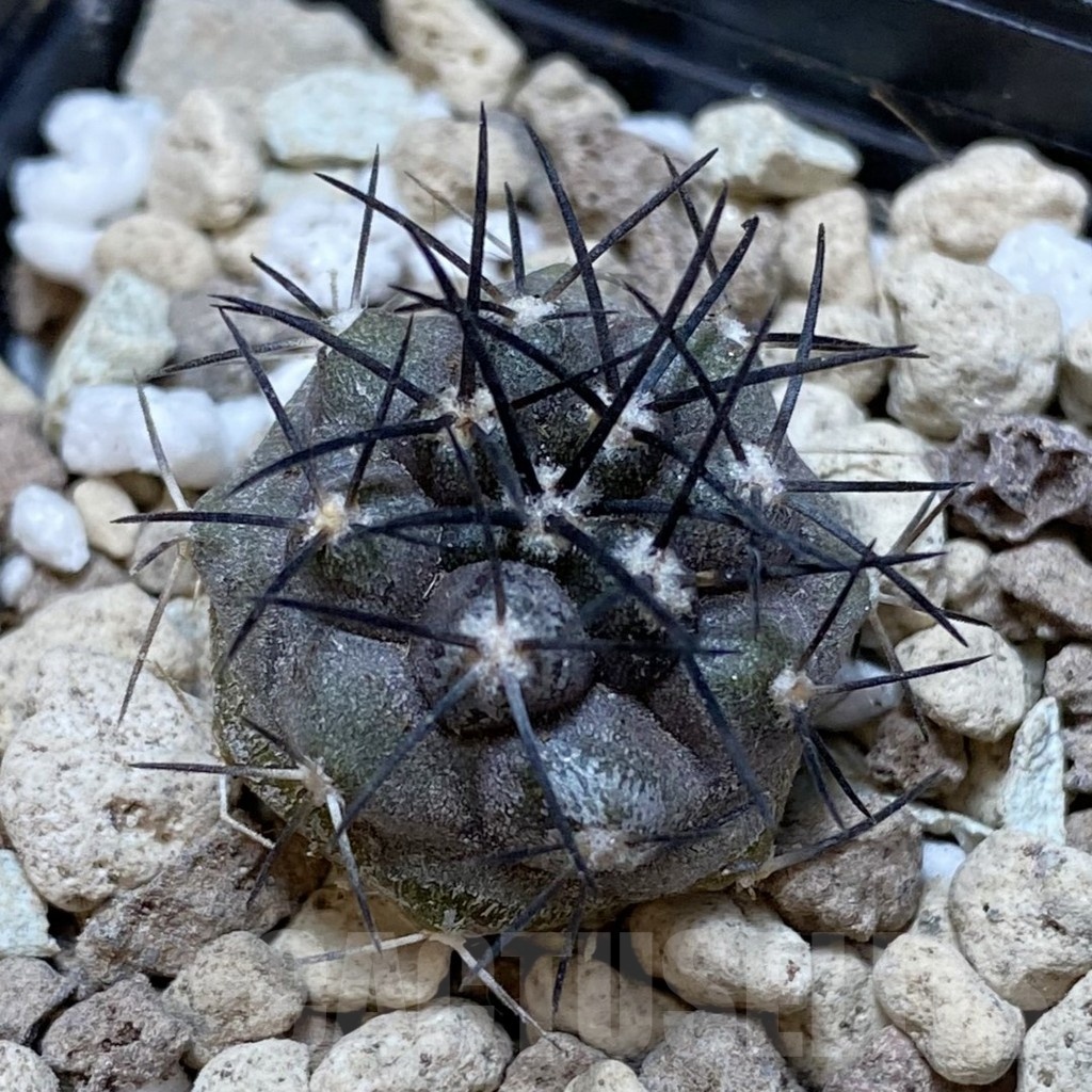 SH18751 Copiapoa griseoviolacea ASK 582