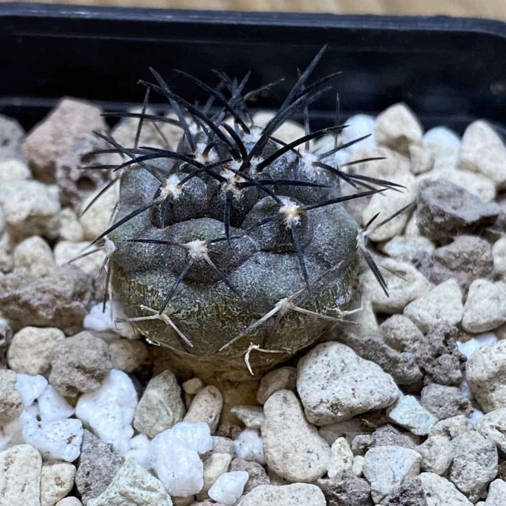 SH18751 Copiapoa griseoviolacea ASK 582 - Image 2