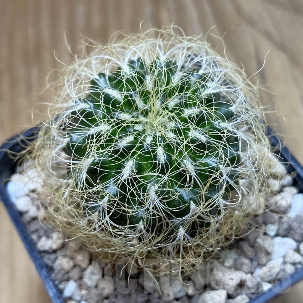 SH18694 Sulcorebutia patriciae