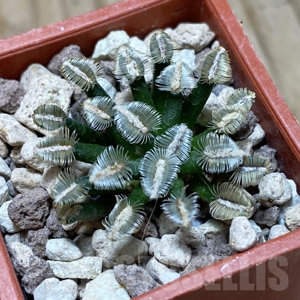 SH18710 Mammillaria bertholdii MB 2296/1016