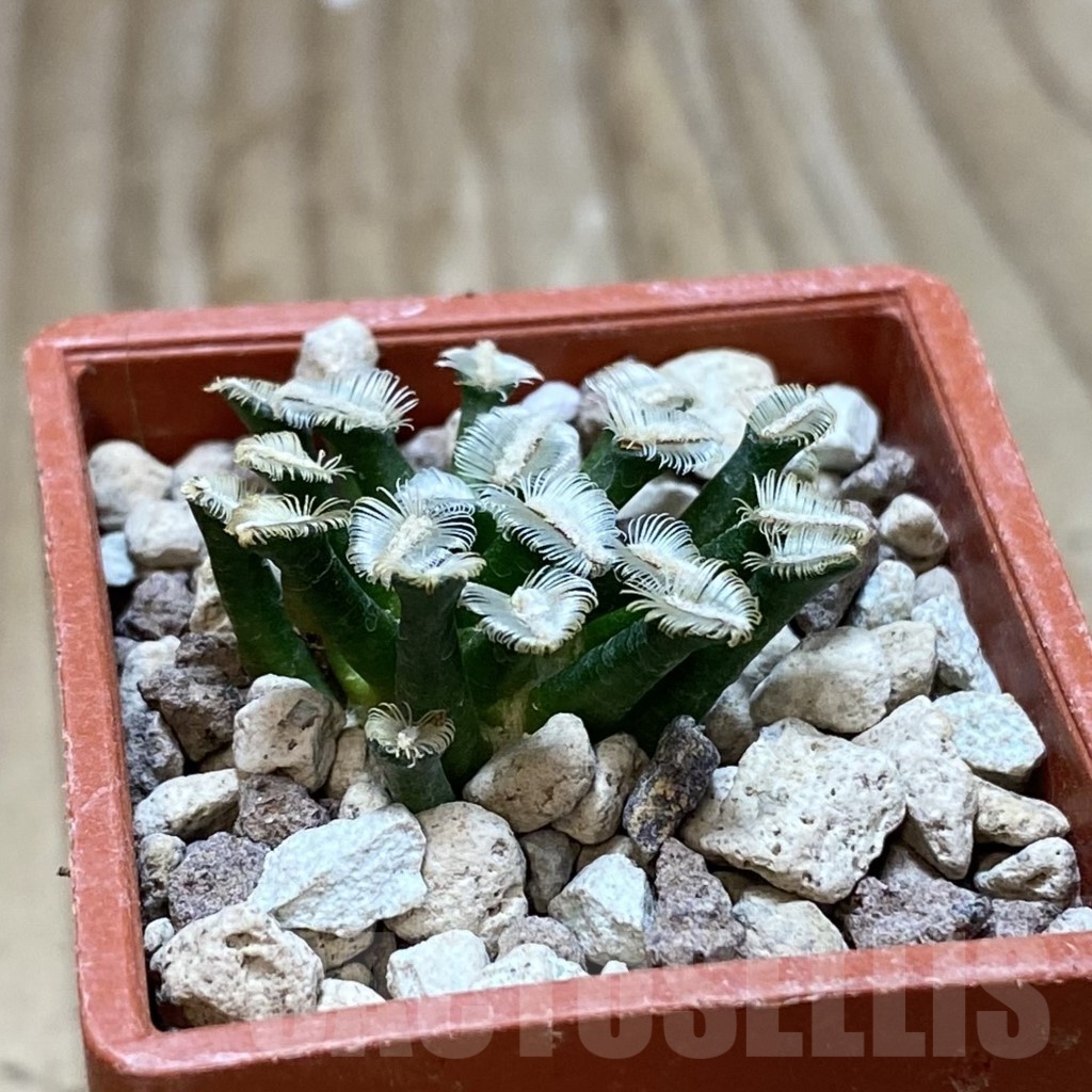 SH18710 Mammillaria bertholdii MB 2296/1016 - Image 2