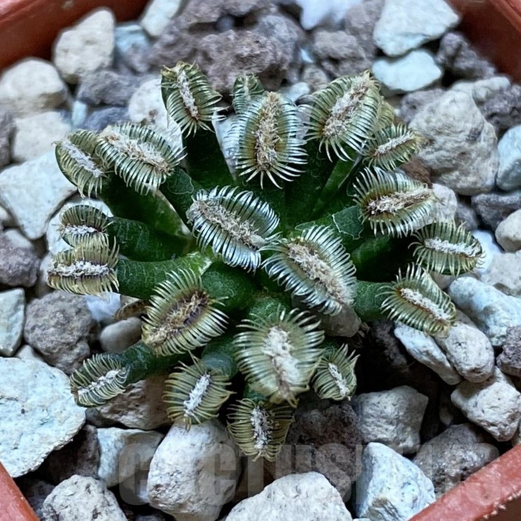 SH18711 Mammillaria bertholdii MB 2296/1016