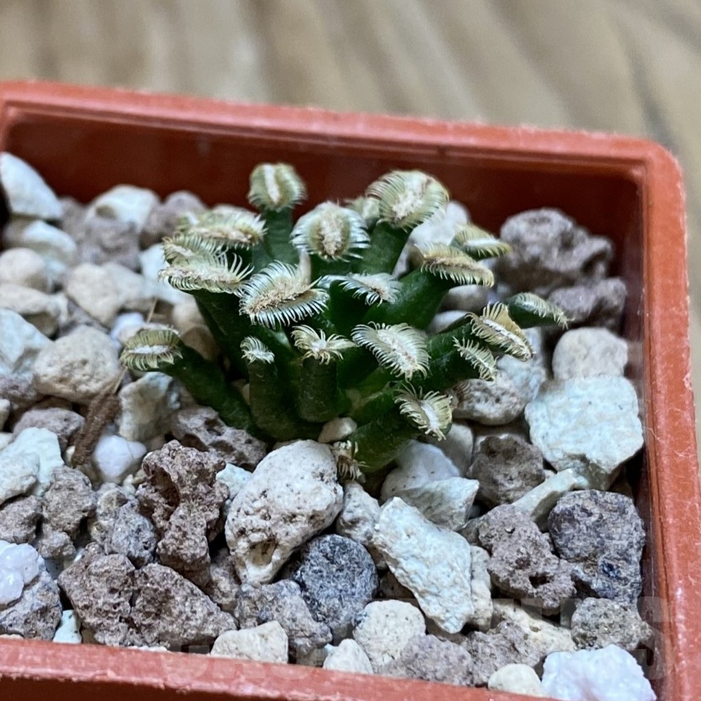 SH18711 Mammillaria bertholdii MB 2296/1016 - Image 2