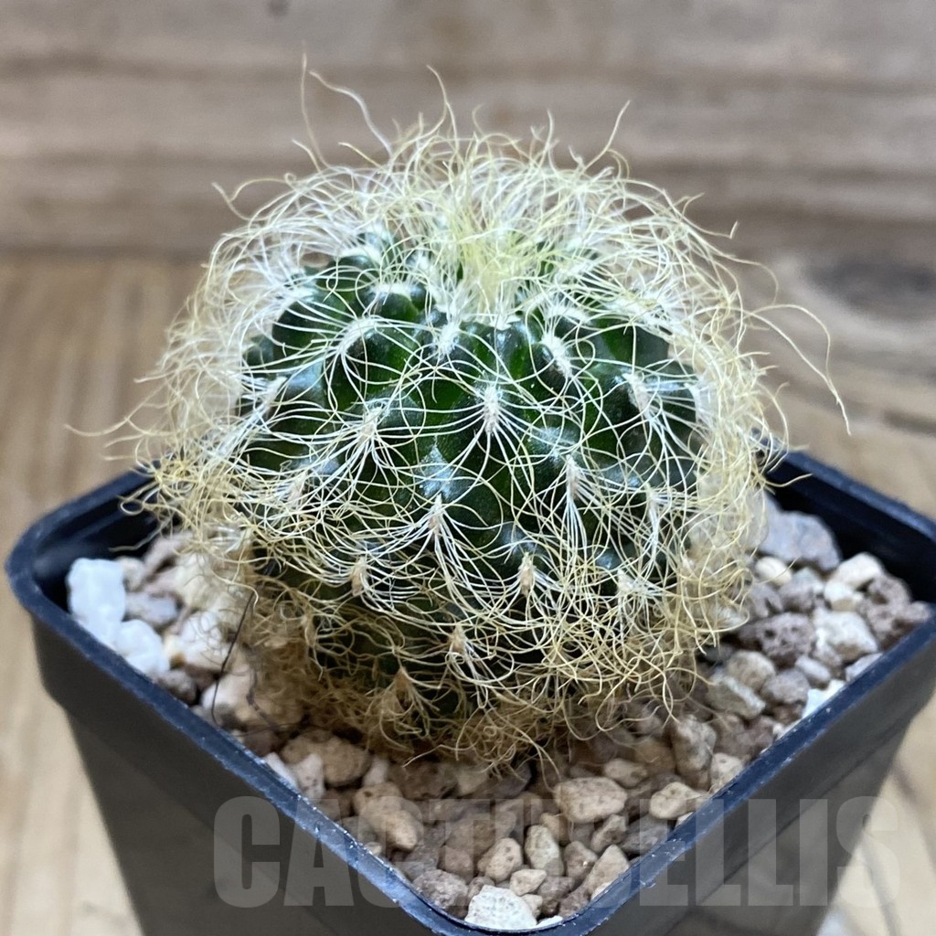 SH18694 Sulcorebutia patriciae - Image 2