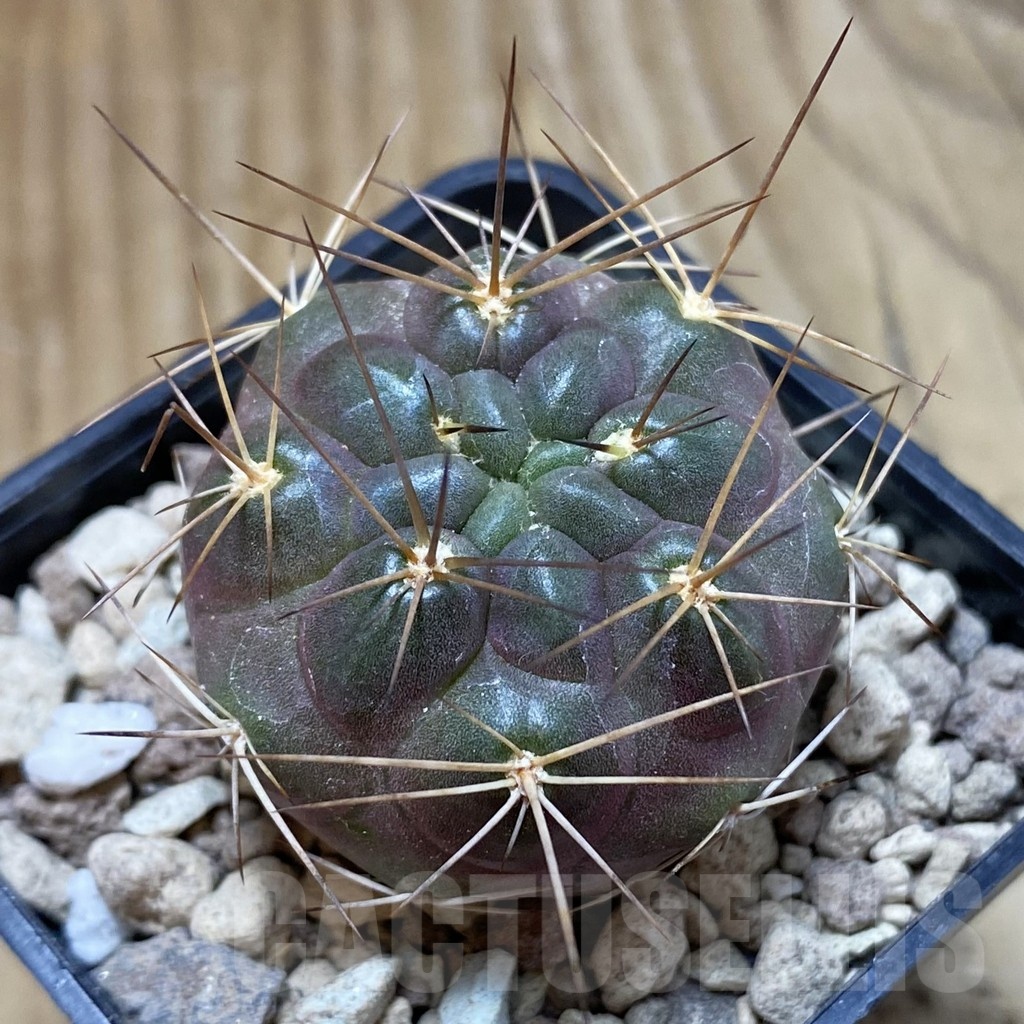 SH18715 Weingartia lecoriensis