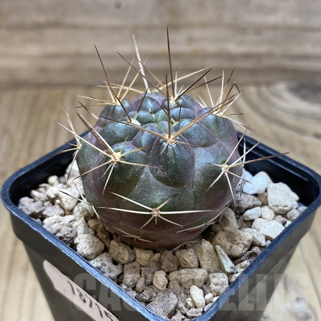SH18715 Weingartia lecoriensis - Image 2