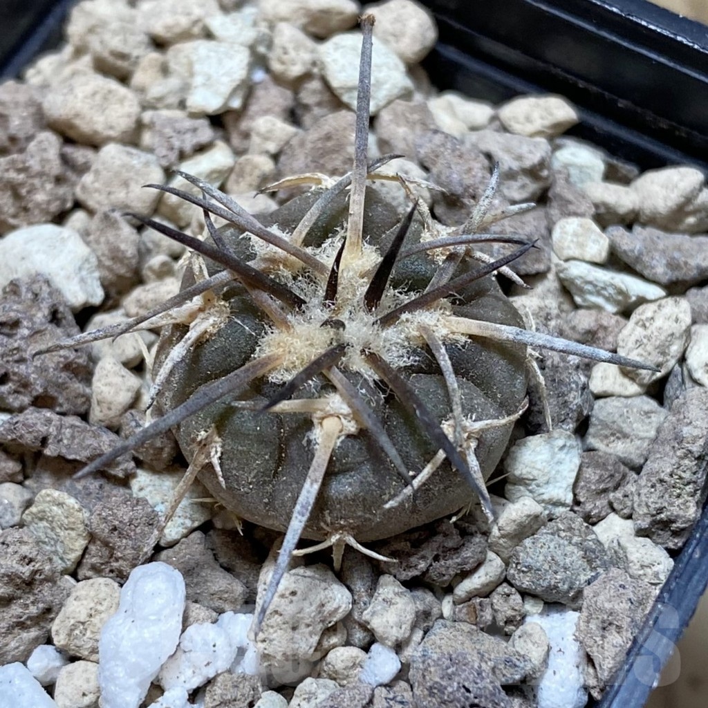 SH18720 Gymnocalycium spegazzinii v. punillense VS 77