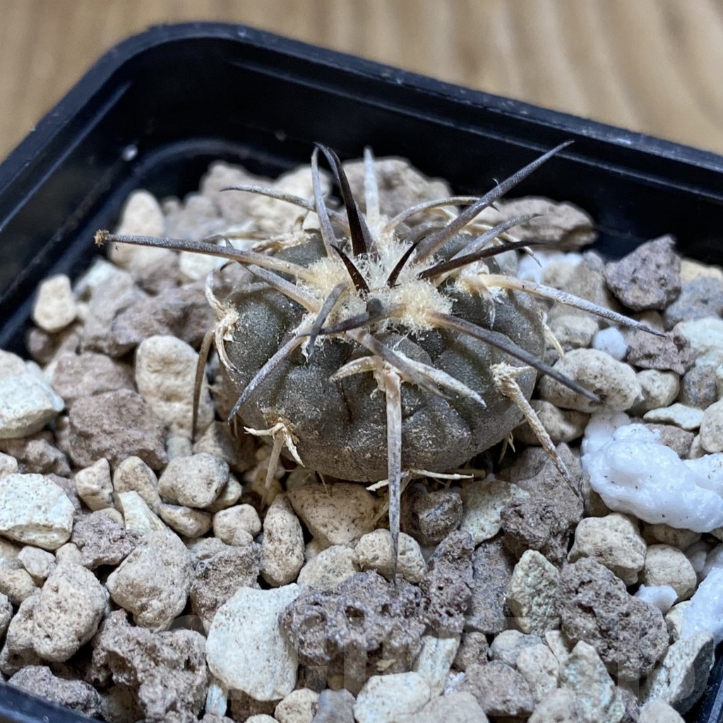 SH18720 Gymnocalycium spegazzinii v. punillense VS 77 - Image 2
