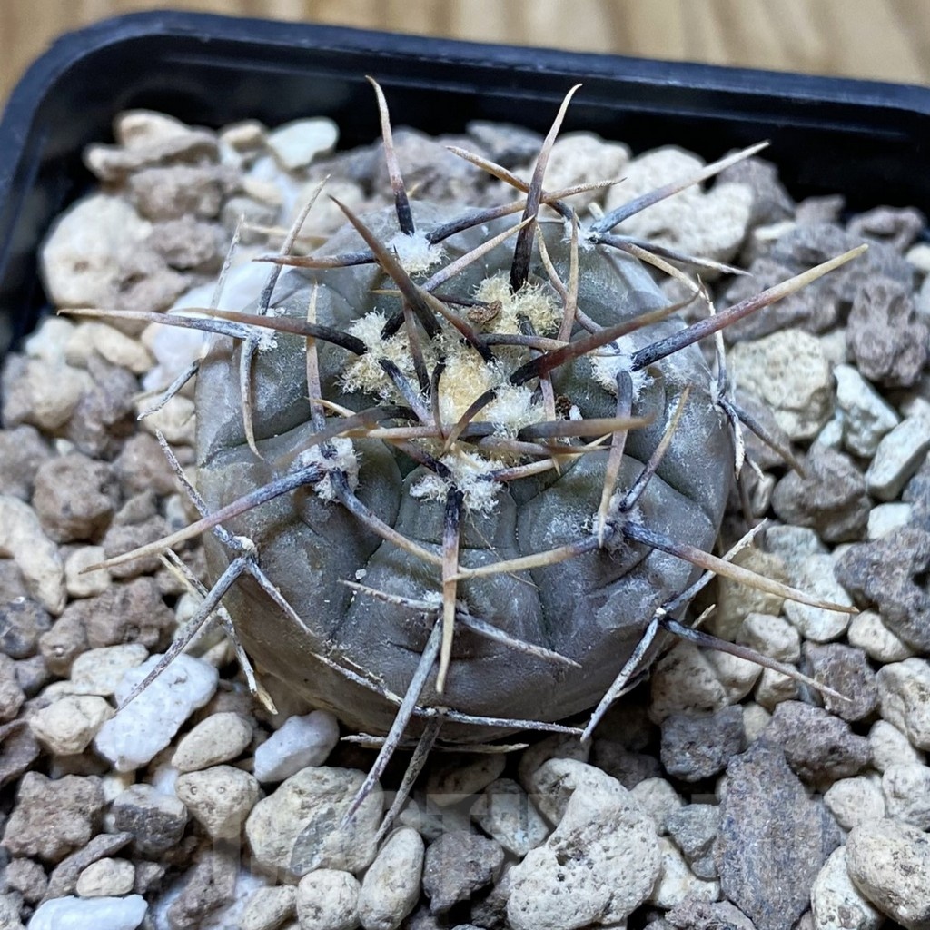 SH18723 Gymnocalycium esperanzae RS 2248