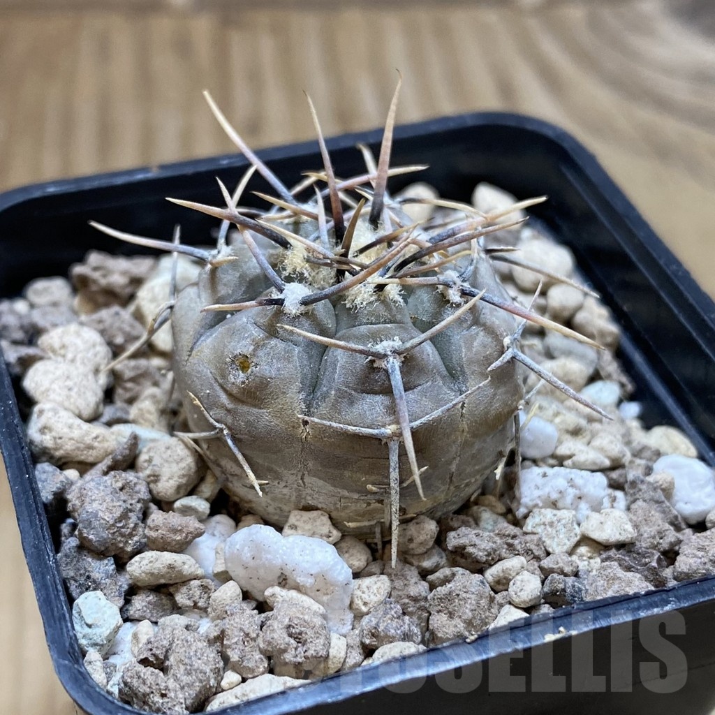SH18723 Gymnocalycium esperanzae RS 2248 - Image 2