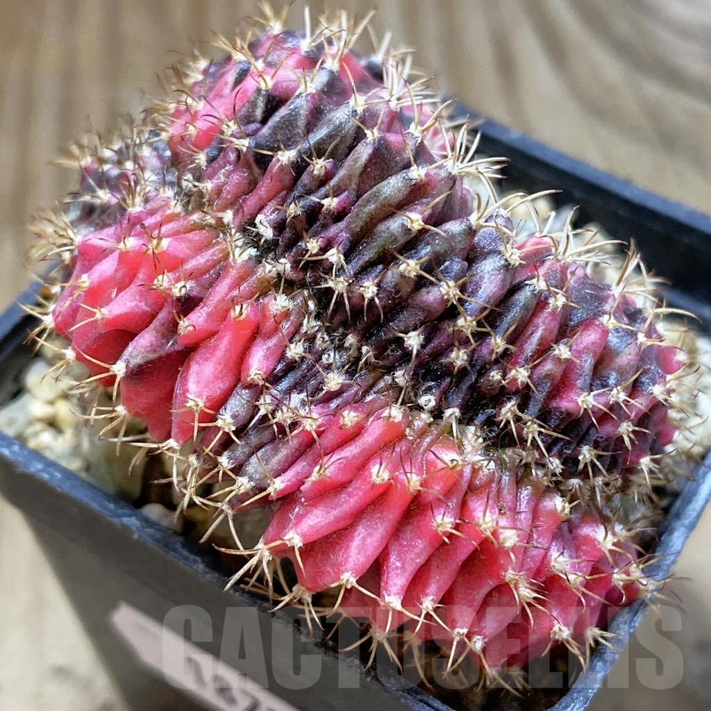 SH18724 Gymnocalycium mihanovichii f. variegata cristata