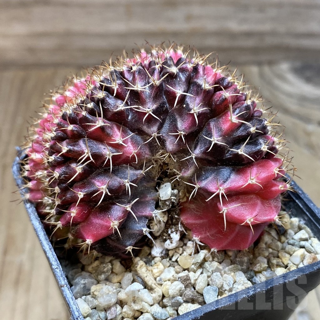 SH18724 Gymnocalycium mihanovichii f. variegata cristata - Image 2
