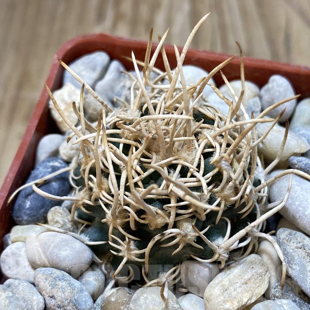 SH18776 Pediocactus peeblesianus PJR 521, grafted