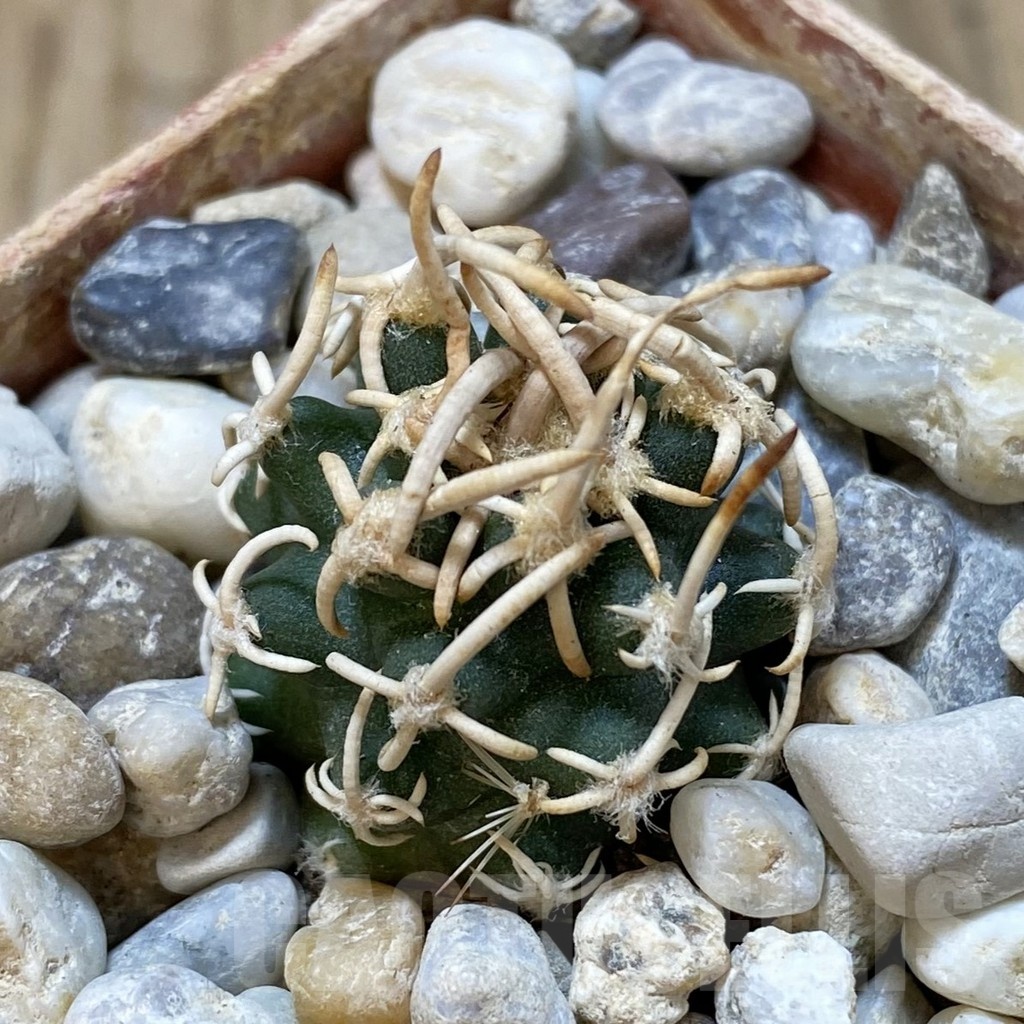 SH18778 Pediocactus peeblesianus PJR 521, grafted